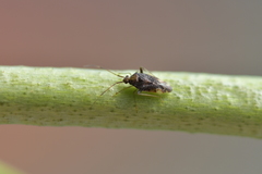 Chinamiris indeclivis