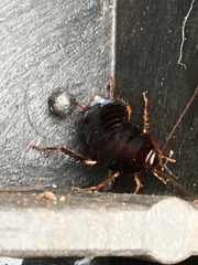 Blattoidae