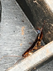 Blattoidae