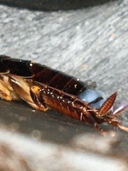Blattoidae