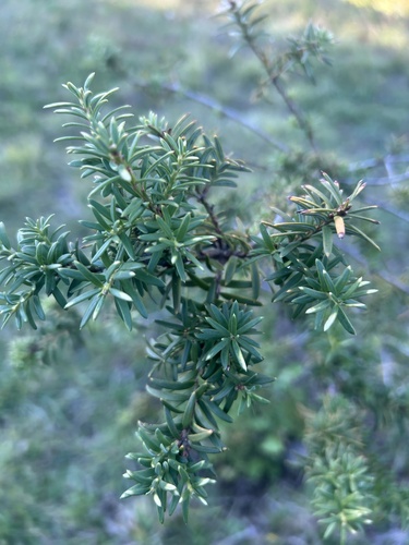 Prumnopitys andina observed 2026-05-09