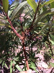 Comarostaphylis glaucescens