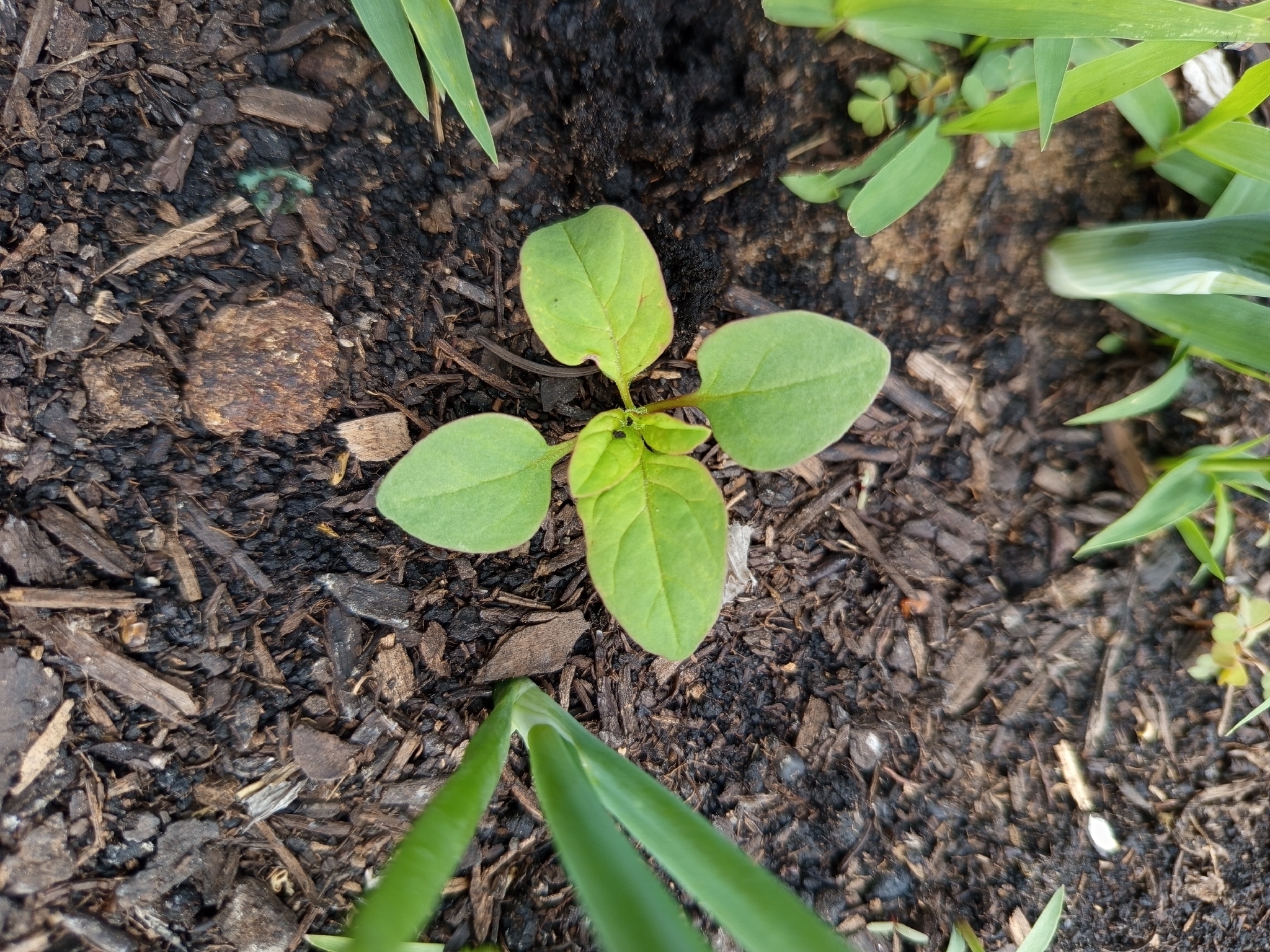 Imagem de Lipandra polysperma