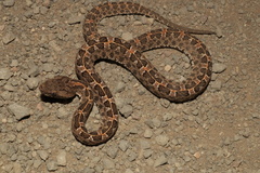 Slender Hognose Viper photo 2