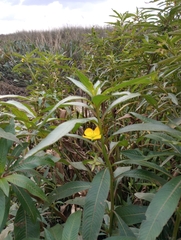 Ludwigia elegans, photograph (c) Lucila Trussi, some rights reserved (CC BY)