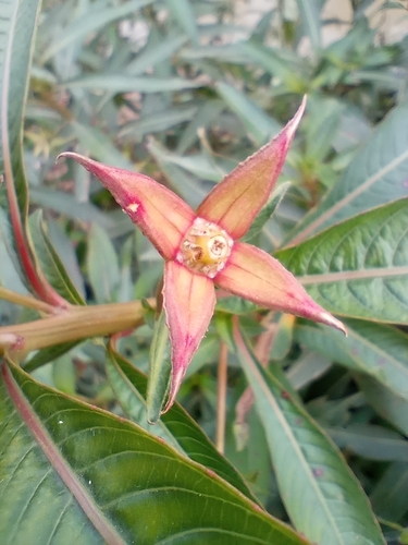 Ludwigia elegans, photograph 4