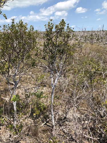 Jacquinia keyensis image