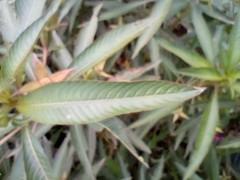 Ludwigia elegans, photograph (c) Lucila Trussi, some rights reserved (CC BY)