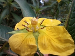 Ludwigia elegans, photograph (c) Lucila Trussi, some rights reserved (CC BY)