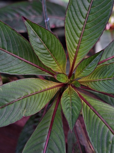 Ludwigia elegans, photograph 1