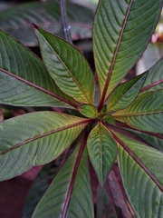 Ludwigia elegans, photograph (c) Rocío Esmeralda Pose, some rights reserved (CC BY)