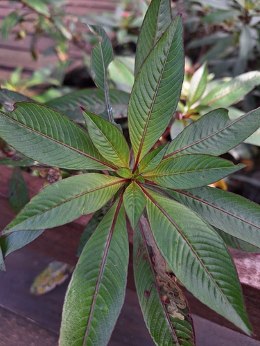 Ludwigia elegans, photograph 2