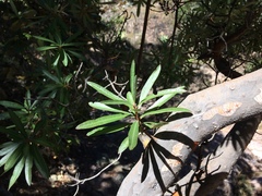 Comarostaphylis glaucescens