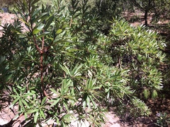 Comarostaphylis glaucescens