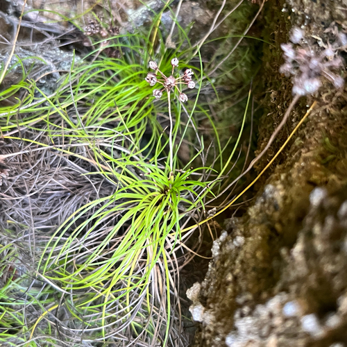 Alania cunninghamii observed 2026-05-09