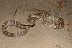 Central American Lyre Snake photo 3