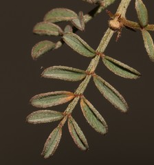 Indigofera cerasiflora