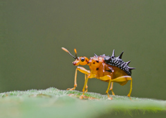 Hoplapoderus hystrix