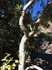 Comarostaphylis glaucescens