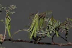 Indigofera cerasiflora