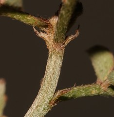 Indigofera cerasiflora