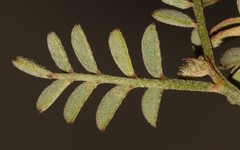 Indigofera cerasiflora