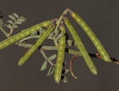 Indigofera cerasiflora