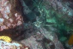 Heterodontus quoyi