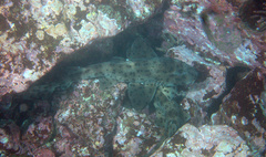 Heterodontus quoyi