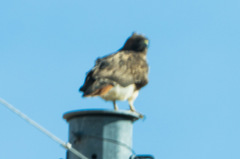Buteo jamaicensis