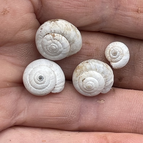 Vineyard Snail