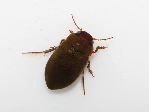 Deronectes