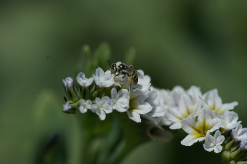 iNaturalist observation photo of Heliotrope Fairy Bee