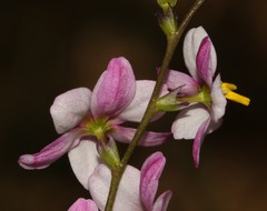 Ixia scillaris