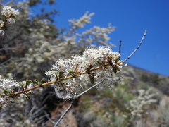 Ceanothus pauciflorus
