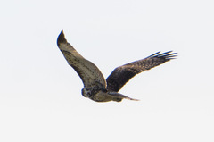 Buteo jamaicensis