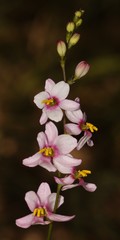 Ixia scillaris