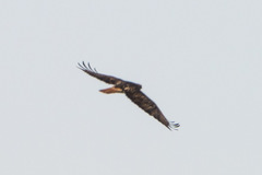 Buteo jamaicensis
