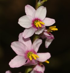 Ixia scillaris