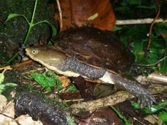 Hydromedusa maximiliani