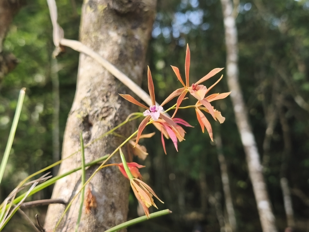 Encyclia bractescens; photograph (c) Miguel Sho, some rights reserved (CC BY)