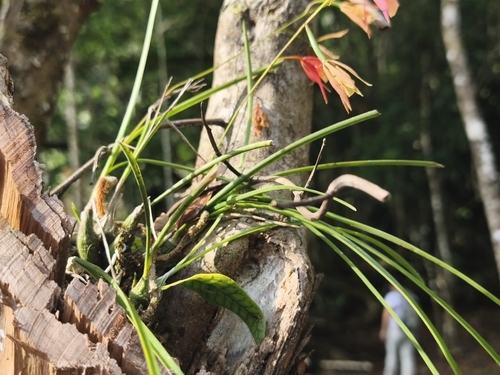 Encyclia bractescens, photograph 1