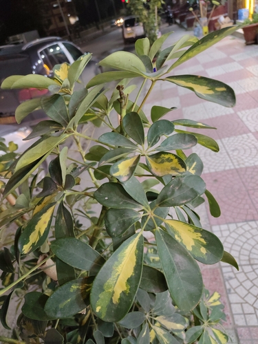 Miniature umbrella tree