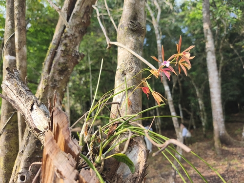 Encyclia bractescens, photograph 2