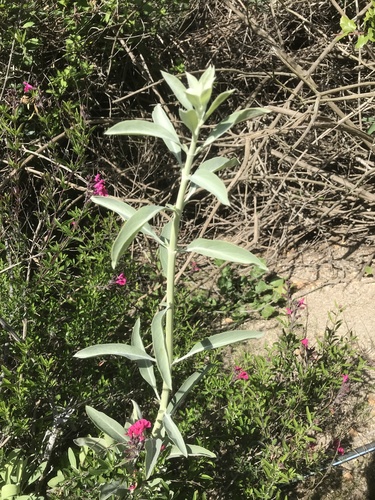 iNaturalist observation photo of white sage