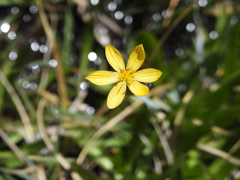 Sisyrinchium longipes