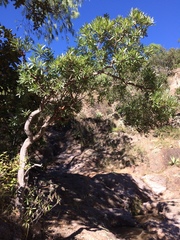 Comarostaphylis glaucescens