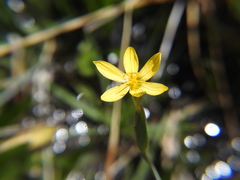 Sisyrinchium longipes