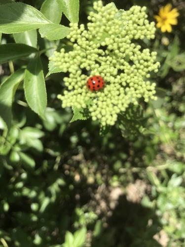 iNaturalist observation photo of Asian Lady Beetle