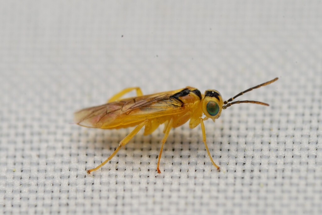Greater Haw-borer